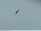 Milans en vol vers les Pyrénées ?