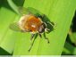 Syrphe bourdonnant