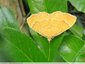 Un papillon jaune d'or