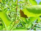 Dorures sous les feuilles