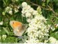 Petit papillon discret