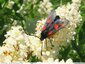 5 taches rouges sur les ailes
