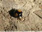 Variante moins commune de la coccinelle asiatique