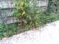 Hérisson dans le jardin