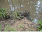 Un comble : trop d'eau pour les Carex !