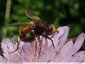 Mouche à ventouses