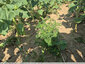 Petit spot d'ambroisie : attention !