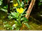 Floraison discrète pour le moment