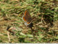 Des papillons sur la luzerne - 2