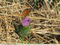 Papillons sur les Cirses - 1
