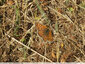 Ronds noirs et carrés orange