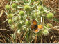 Les papillons du panicaut - 1