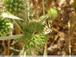 Les papillons du panicaut - 2