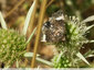 Les papillons du panicaut - 3