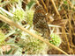 Les papillons du panicaut - 4