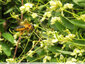Grosse abeille remuante