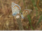 Rencontre au sommet