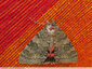 Papillon nocturne de grande taille