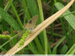 Papillons au fond du bassin - 2