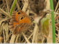 Papillons au fond du bassin - 5