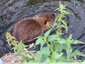 Jeune ragondin prend son bain