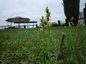 Ophrys de Mars sur tout le square