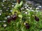 Ophrys de Mars comme chaque année