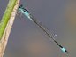 Agrion élégant mâle (Ischnura elegans)