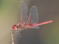 Sympétrum à nervures rouges mâle (Sympetrum fonscolombii)