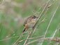 Cisticole des joncs mâle nuptial (Cisticola juncidis)