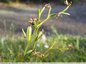 Ophrys de Mars fécondé