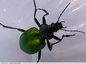 Magnifique scarabée