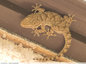 Un jeune gecko