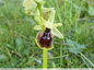 Ophrys de Mars avant la fauche