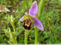 Ophrys abeille tout seul