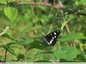 Papillon noir à taches blanches