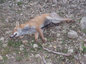 Un renard mort au bord du Lac