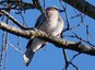 Geai des chênes (Garrulus glandarius)