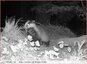 Couple de blaireaux&#129441; vidéo