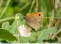 Papillon des prairies fleuries