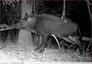 Sanglier sur trois pattes &#128023;&#127810; vidéo