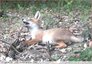 Un renard roux s'amuse.&#129418;