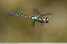 Grande libellule en chasse