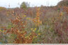 800 plants étiquetés et mesurés