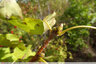 Liseré brun sur les bourgeons