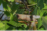 Criquet aux couleurs d'automne