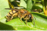 Abeille tardive
