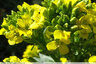 Fleurs jaunes et feuilles vert luisant