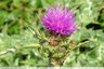 Un chardon attirant pour les insectes