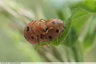 Coccinelle pas si sympathique